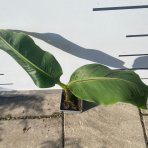 Banánovník (Banana sikkimensis) ´RED TIGER´ - výška 40-60 cm, C1,5L (-20°C)
